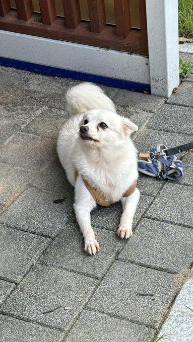 A puppy abandoned at a baseball field.  jpg