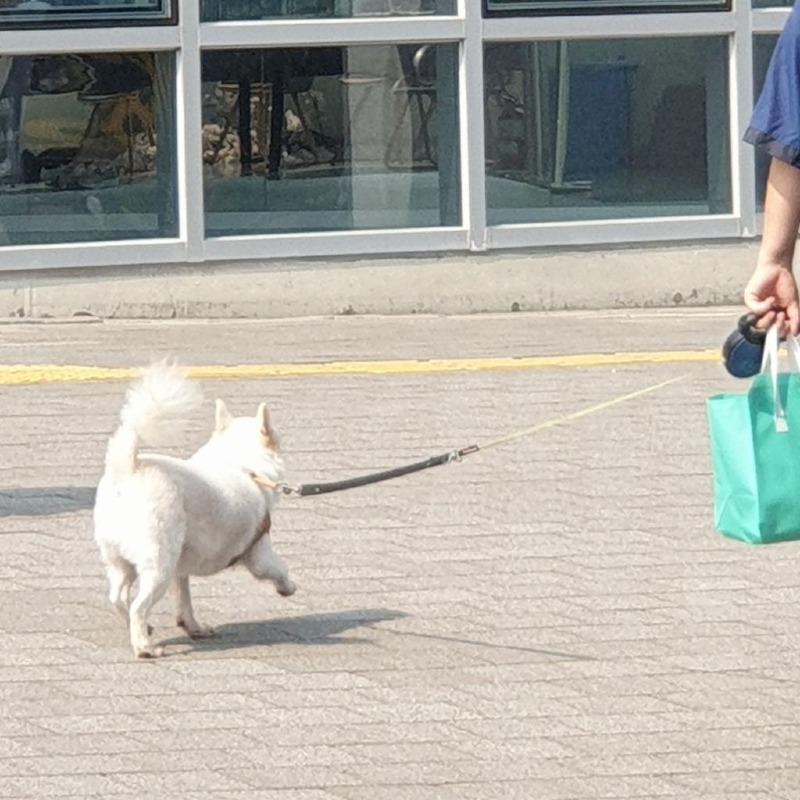 A puppy abandoned at a baseball field.  jpg