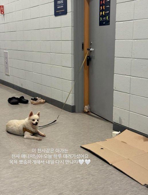 A puppy abandoned at a baseball field.  jpg