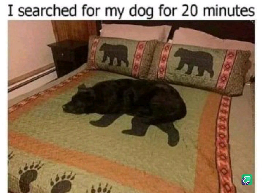 A dog disguised as a bed pattern.jpg