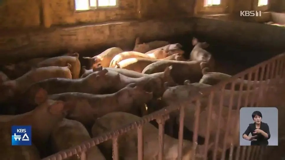 African swine fever is on the rise, government calls for emergency quarantine measures.