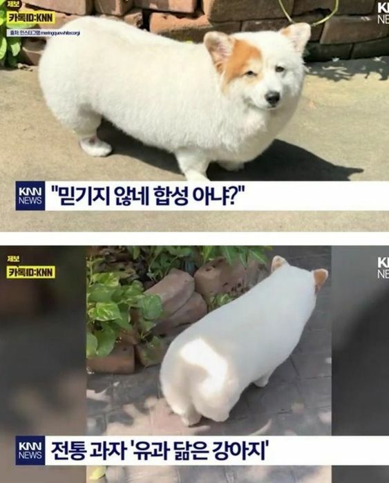 What kind of dog is this? Yugwaji Yugwa