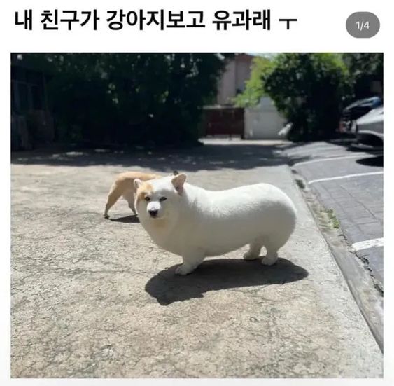 What kind of dog is this? Yugwaji Yugwa