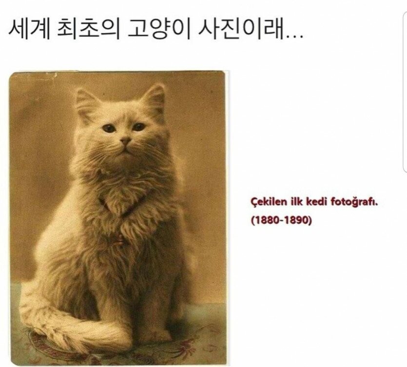 world's first cat