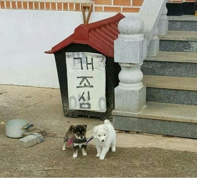 Two fierce dogs at the entrance.jpg